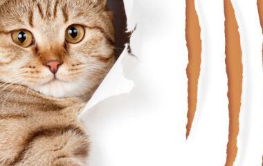 Як відучити кота дерти шпалери