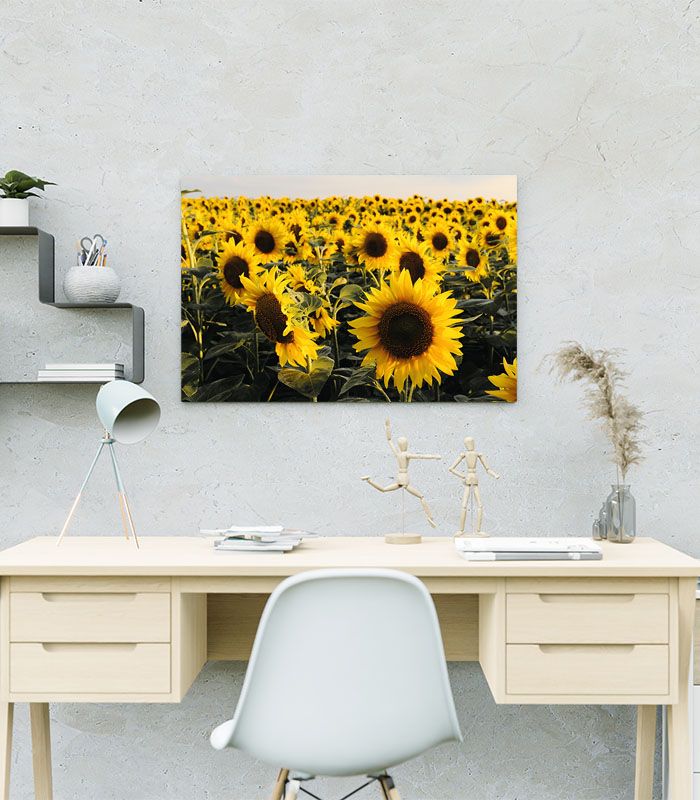Картина Поле соняшників
