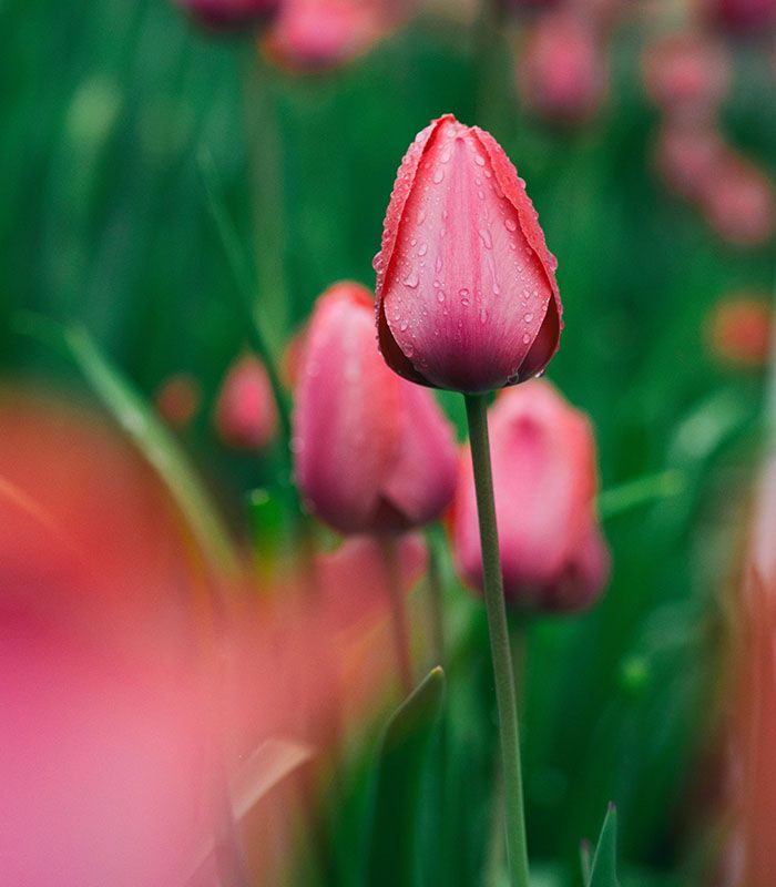 Картина Рожеві тюльпани