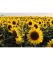 Картина Поле соняшників Картина Поле соняшників