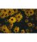 Картина Жовті польові квіти