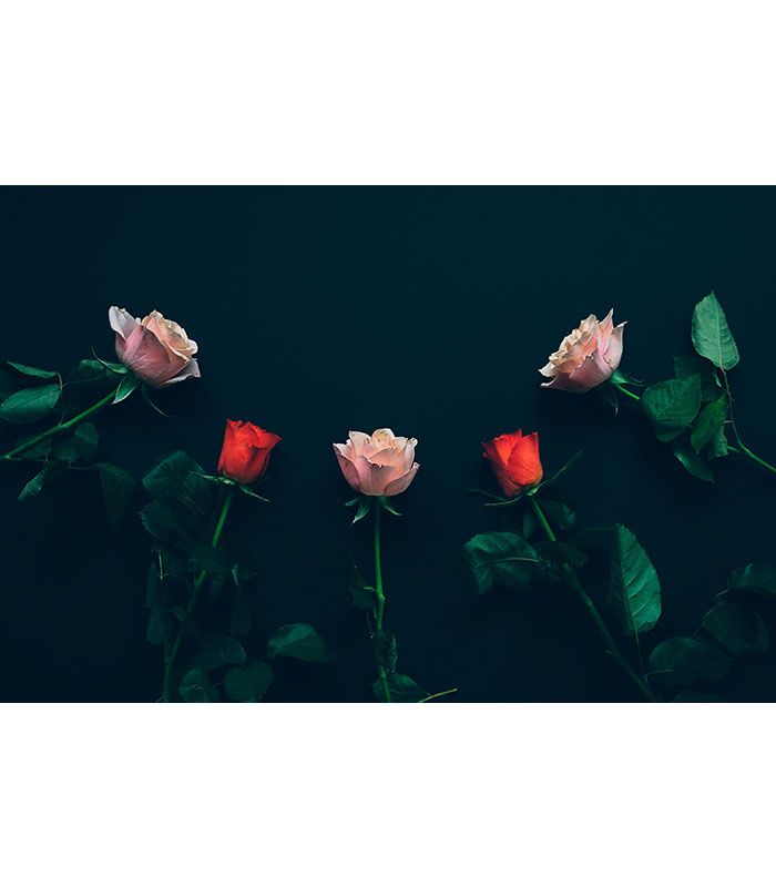 Картина пес Натюрморт з троянд