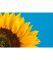 Картина Соняшник Картина Соняшник