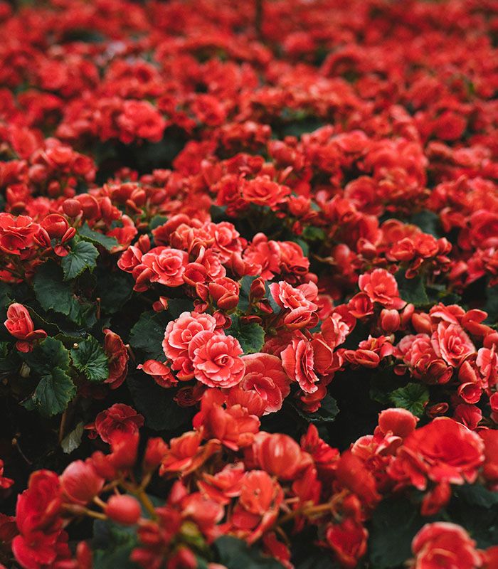 Картина Червоне поле квітів
