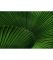 Картина Зелений папоротник