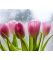 Картина Ранкові тюльпани