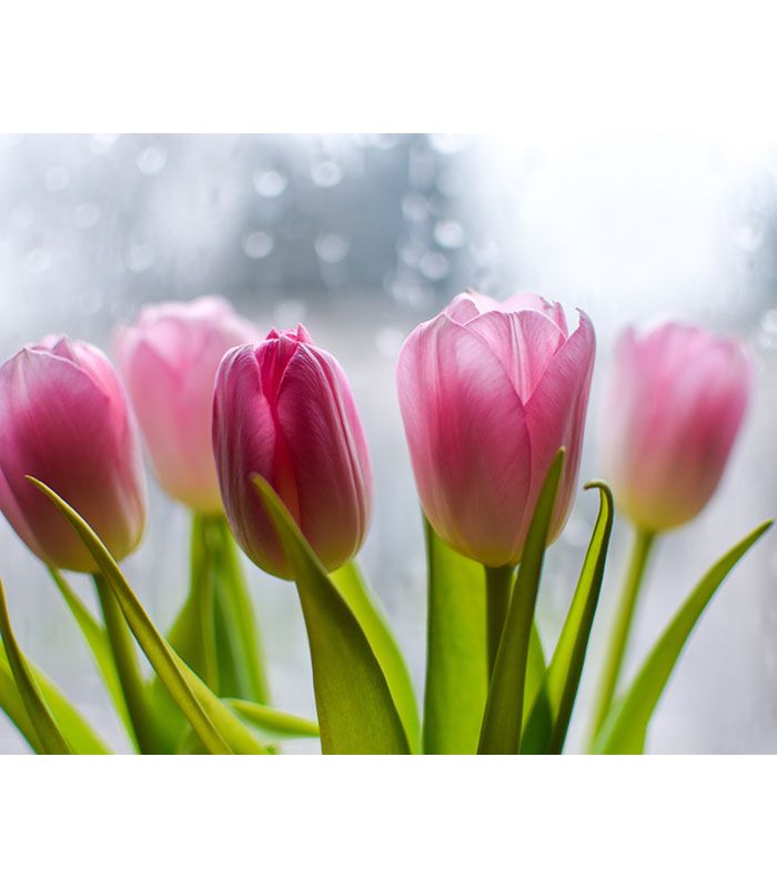 Картина Ранкові тюльпани