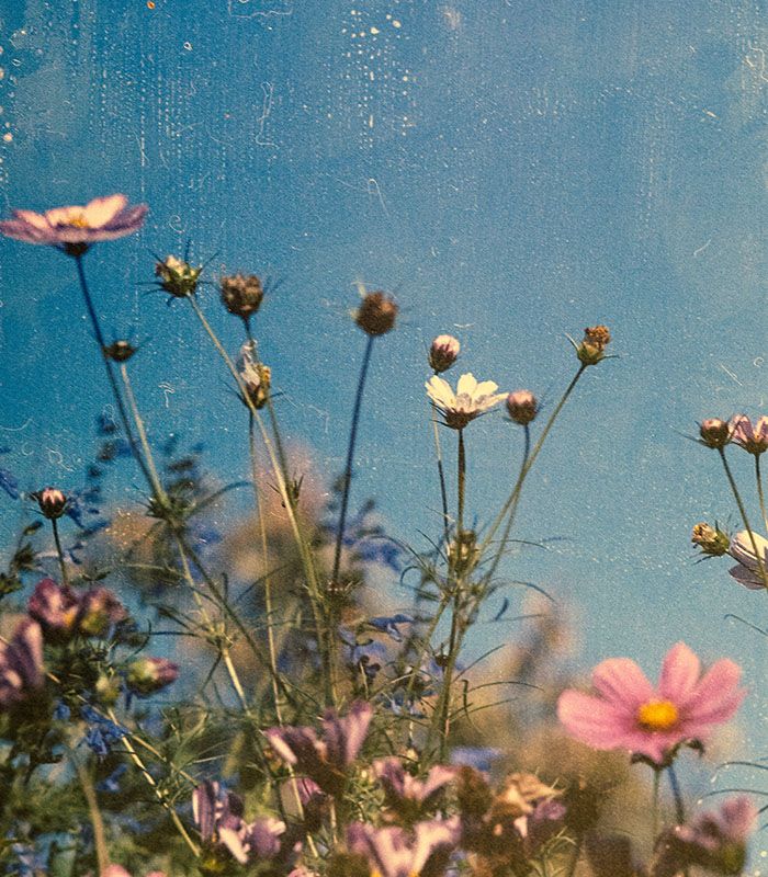 Картина Польові квіти