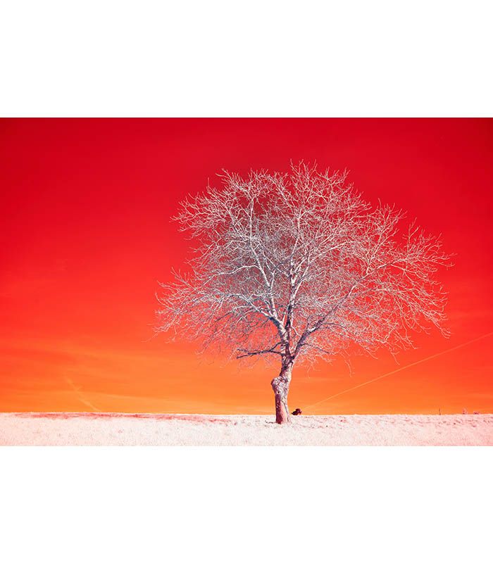 Картина інфрачервоний пейзаж