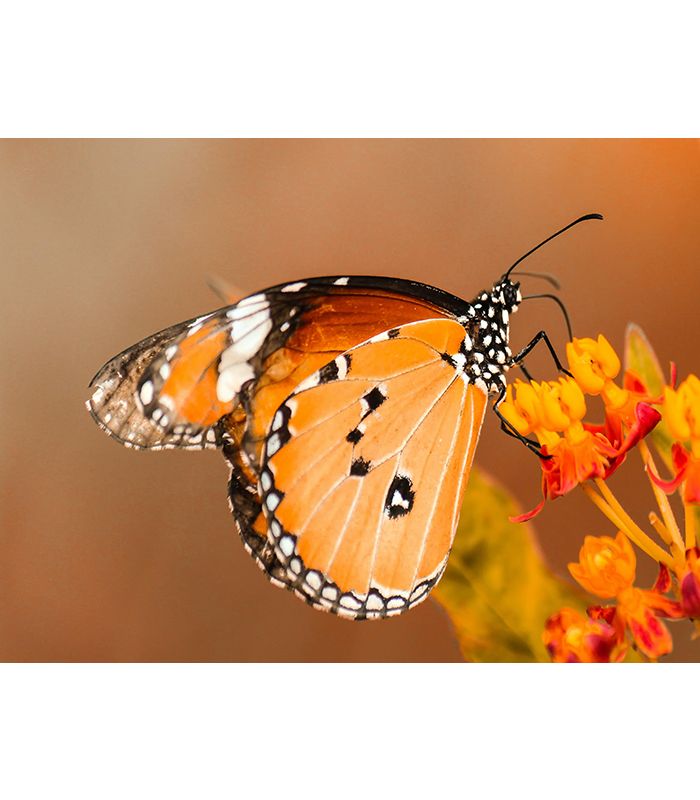 Картина рудий метелик