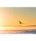 Картина птах над морем Картина птах над морем