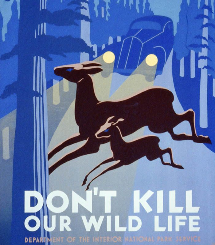 Картина Do not kill our wild life