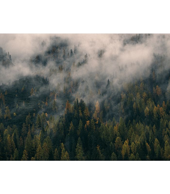 Картина туман у лісі