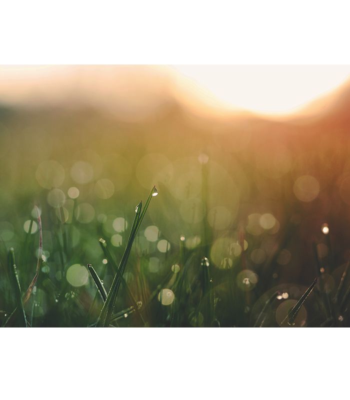 Картина ранкова роса на траві