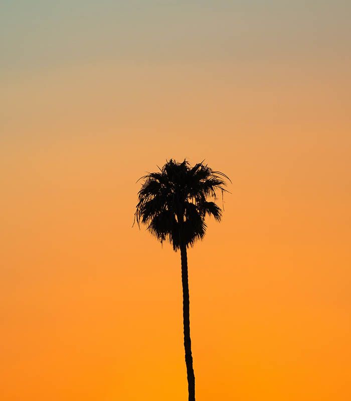 Картина одинока пальма
