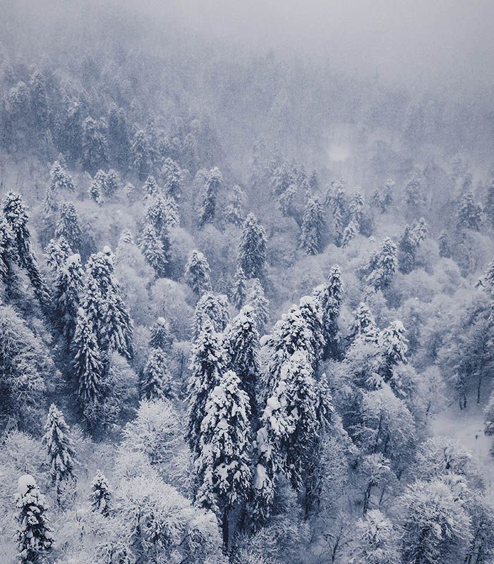 Картина зимовий ліс
